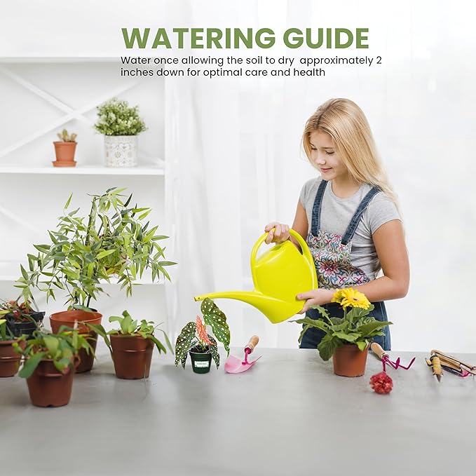 Bumble Plants Begonia Maculata Live Plant [Winter Thermal Packaging Included] | Polka Dot Angel Wing Indoor Plant | Air-Purifying Benefits, and Easy Care Houseplant | Low Light Indoor Plants