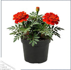 Live Flowering Marigold - Durango Red (4 Per Pack), Beautiful Spring Color, 8" Tall by 4" Wide in 1 Pt Pot