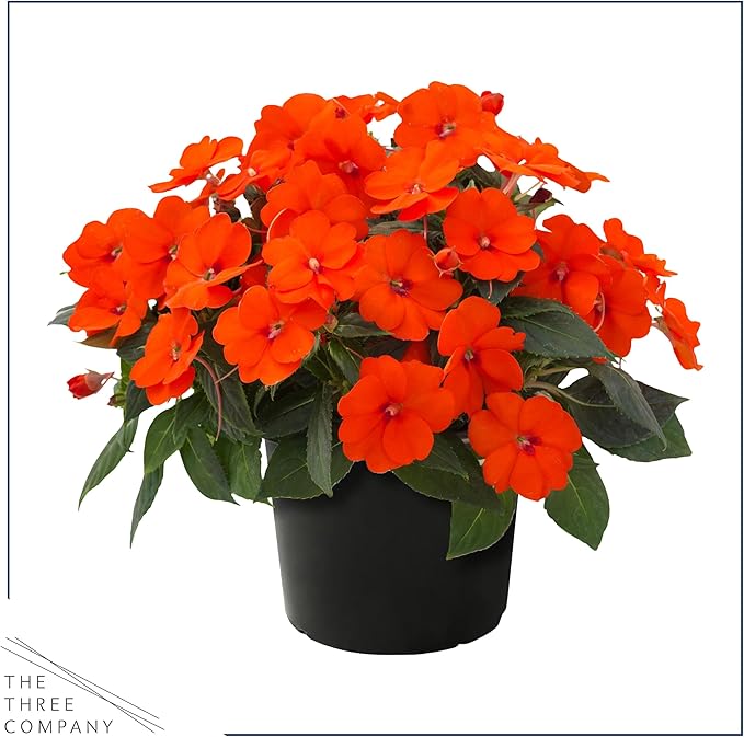 Live Flowering Sunpatiens - Orange (2 Plants Per Pack), Beautiful Annual Summer Color, 10" Tall by 6" Wide in 1 Quart Pot