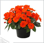 Live Flowering Sunpatiens - Orange (2 Plants Per Pack), Beautiful Annual Summer Color, 10" Tall by 6" Wide in 1 Quart Pot