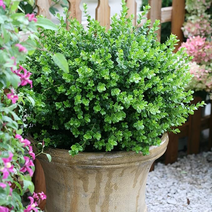 Proven Winners 2 Gallon Sprinter Boxwood