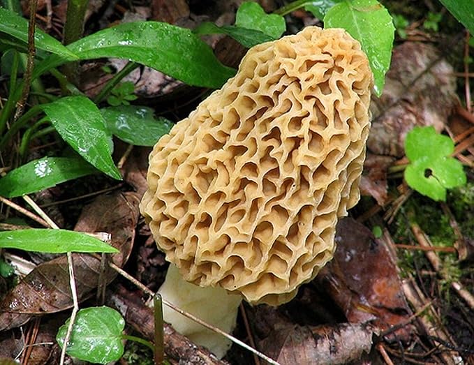 | Morel Mushrooms Spores 40 Grams in Sawdust Bag - Morchella Esculenta, True Morel Mushroom Growing Kit, Fresh Morel Mushroom Spores, Morel Mushroom Kit in 5 Gallons of Filtered