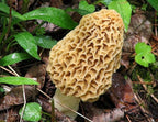 | Morel Mushrooms Spores 40 Grams in Sawdust Bag - Morchella Esculenta, True Morel Mushroom Growing Kit, Fresh Morel Mushroom Spores, Morel Mushroom Kit in 5 Gallons of Filtered