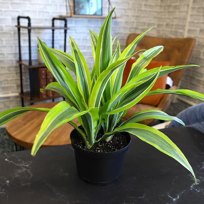 Dragon Tree Easy Plant 6 Inch Plant Pot, Real Plants for Living Room Decor, Office Plant, Low Light House Plants, House Plants Indoors Live Plants Indoor Plants Live Houseplants by Plants for Pets