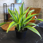Dragon Tree Easy Plant 6 Inch Plant Pot, Real Plants for Living Room Decor, Office Plant, Low Light House Plants, House Plants Indoors Live Plants Indoor Plants Live Houseplants by Plants for Pets