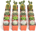 Shop Succulents Premium Live Mini Cactus Plants in Bulk 2" Pots, Easy Care Indoor or Outdoor Gardening, Terrariums, Favors, & Contemporary Spaces with Hardy, Resilient Varieties, Pack of 256