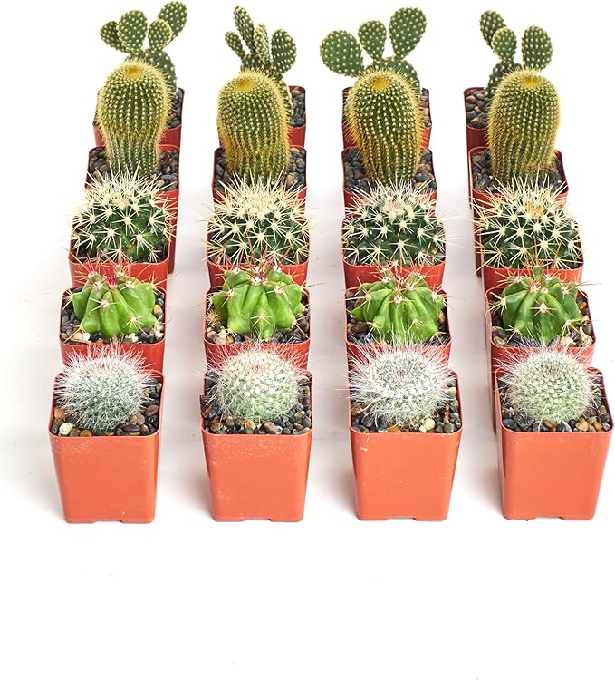 Shop Succulents Premium Live Mini Cactus Plants in Bulk 2" Pots, Easy Care Indoor or Outdoor Gardening, Terrariums, Favors, & Contemporary Spaces with Hardy, Resilient Varieties, Pack of 256