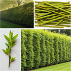 (One) Fastest Growing Tree in The World - Ready to Plant - One Live Aussie Hybrid Willow Tree Rooted Cut - Great for Fast Shade - 10 feet in First Year - Austree Hybrid Willow Privacy Tree