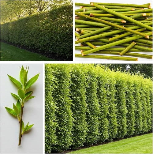 (One) Fastest Growing Tree in The World - Ready to Plant - One Live Aussie Hybrid Willow Tree Rooted Cut - Great for Fast Shade - 10 feet in First Year - Austree Hybrid Willow Privacy Tree