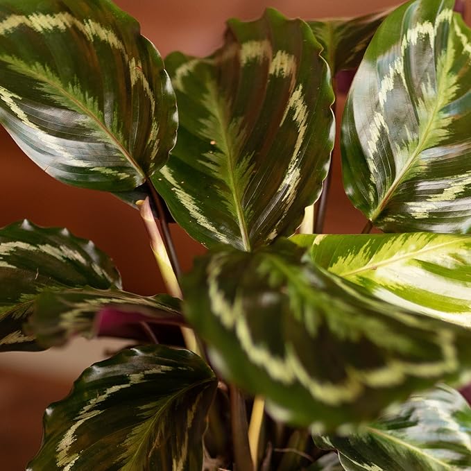 Plants for Pets Calathea Medallion, Pet Friendly Prayer Decor in 6" White Pot, Live Houseplant Gift, Cat Safe, Decorative Desk House Plants by Plants for Pets