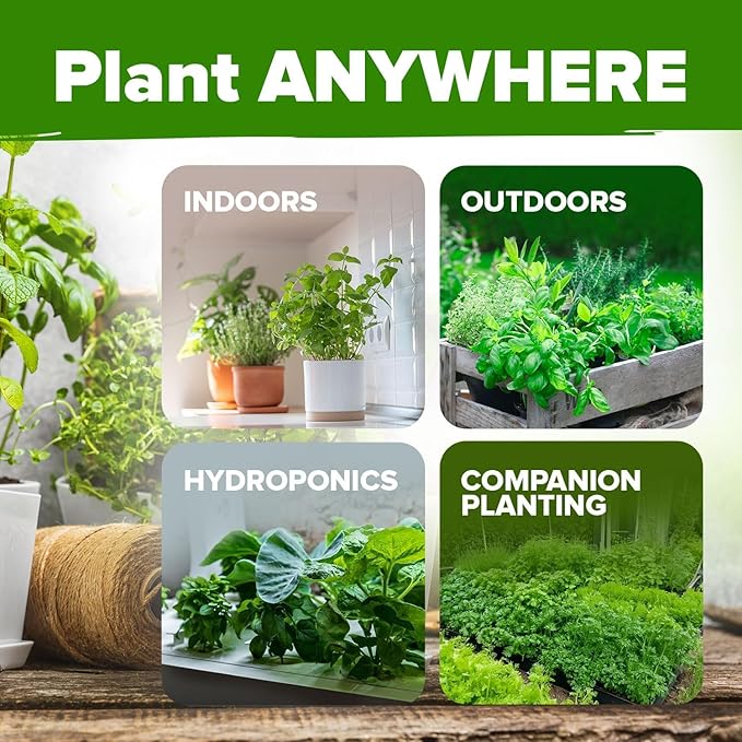 HOME GROWN Organic Herb Seeds Variety Pack - Non GMO, Heirloom 2,500+ High-Germinating Heirloom Seeds for Planting Indoor Outdoor Spring Herb Garden Hydroponics Garden Seeds, Basil Cilantro & More