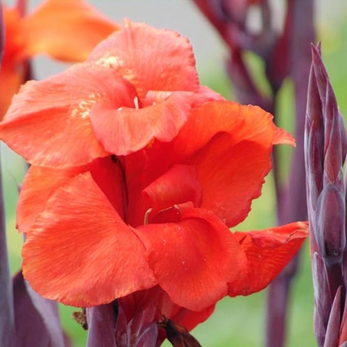 Chalily Canna ‘Australia’, a Great Live Pond Plant for Your Water Garden. Filters The koi and Goldfish Pond. Good for Bogs, Plant Shelf or Shallow Water This marginal Aquatic is a Real Beauty