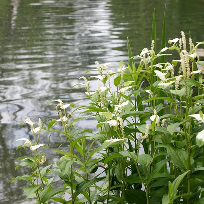 Chalily Chinese Lizard's Tail, a Great Live Pond Plant for Your Water Garden. Filters The koi and Goldfish Pond. Good for Bogs, Plant Shelf or Shallow Water This marginal Aquatic is a Real Beauty