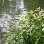 Chalily Chinese Lizard's Tail, a Great Live Pond Plant for Your Water Garden. Filters The koi and Goldfish Pond. Good for Bogs, Plant Shelf or Shallow Water This marginal Aquatic is a Real Beauty