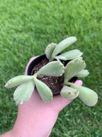 Variegated Bear Paw Succulent Cotyledon Ladismithiensis (2 inch) Rare Healthy Live Succulent