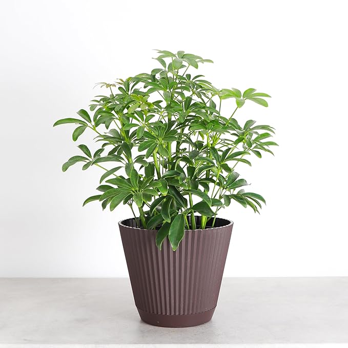 Thorsen's Greenhouse Live Arboricola Umbrella Tree Plant, Schefflera Arboricola, Natural Air Purifier, Easy to Grow, Live Indoor Houseplant, 6-inch Diameter (Chocolate (6" Pot))