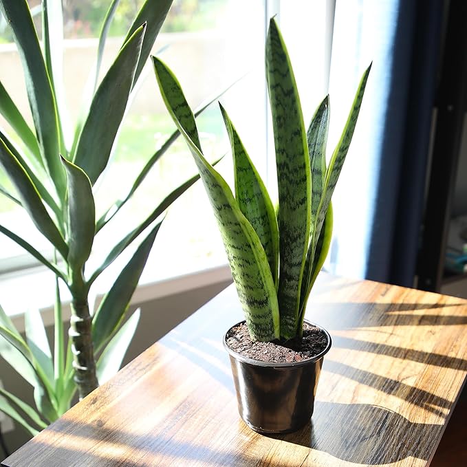 Live Snake Plant, Sansevieria trifasciata Laurentii, Fully Rooted Indoor House Plant in Pot, Mother in Law Tongue Sansevieria Plant, Potted Succulent Plants, Sansevieria laurentii by Plants for Pets