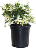 Pieris jap. 'Cavatine' (Cavatine Dwarf Andromeda) Evergreen, #2 - Size Container