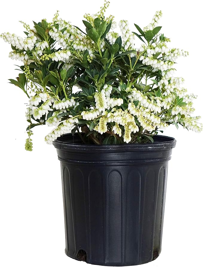 Pieris jap. 'Cavatine' (Cavatine Dwarf Andromeda) Evergreen, #2 - Size Container