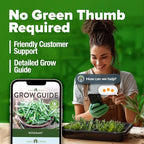 HOME GROWN Non GMO Rosemary Seeds Pack - 150 High Germinating Heirloom Herb Seeds for Planting in Indoor or Outdoor Herb Gardens (Salvia rosmarinus)