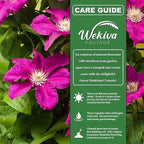 Clematis Ernest Markham - 2 Live Starter Plants in 2 Inch Pots - Starter Plants Ready for The Garden - Beautiful Maroon Flowering Vine
