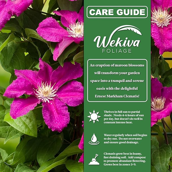 Clematis Ernest Markham - 3 Live Starter Plants in 2 Inch Pots - Starter Plants Ready for The Garden - Beautiful Maroon Flowering Vine