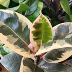 Ficus Tineke, Rubber Tree Plant, Live Ficus Tree House Plant Decor in 6" White Pot, Easy Plant Gift, Variegated Rubber Plant, Live Plant Gift, Office Plants & Decorative Plants by Plants for Pets