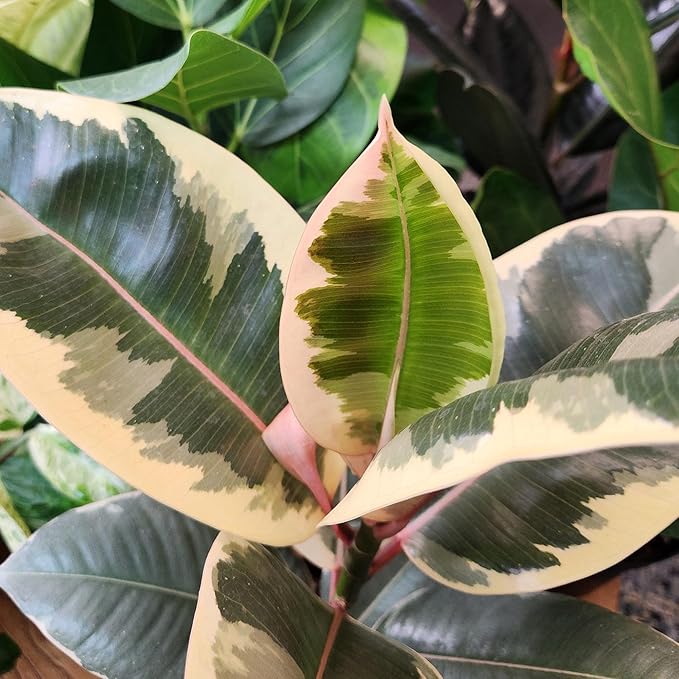 Ficus Tineke, Rubber Tree Plant, Live Ficus Tree House Plant Decor in 6" White Pot, Easy Plant Gift, Variegated Rubber Plant, Live Plant Gift, Office Plants & Decorative Plants by Plants for Pets