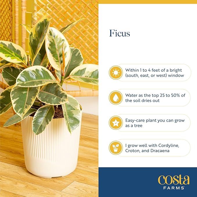 Costa Farms Indoor Live Plants in Decorative Pot, Indoor Houseplant, Perfect for Home, Room, or Office Decor, Great House Warming or Birthday Gift, 12-18 Inches Tall, Pack of 6