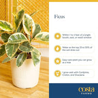 Costa Farms Indoor Live Plants in Decorative Pot, Indoor Houseplant, Perfect for Home, Room, or Office Decor, Great House Warming or Birthday Gift, 12-18 Inches Tall, Pack of 6
