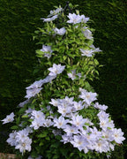 Perennial Farm Clematis Boulevard® Tranquilite™ Hybrid– Live Clematis Vine in 4 Quart Container, Pale Lavender Blooms, Compact Climber, Long Blooming, Ideal for Trellises, Containers & Fences