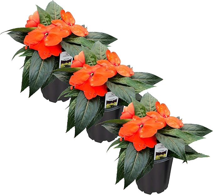 Live Flowering New Guinea Impatiens - Orange (3 Plants Per Pack), Beautiful Shade Flowers, 12" Tall by 5" Wide in 1 Qt Pot