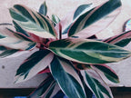Live Plants Stromanthe Triostar, Tricolor Prayer Plant, 12-16" Tall, houseplant, Gorgeous Live Indoor Live Plant, Easy to Care, Rare Plant, 4 inch Pot