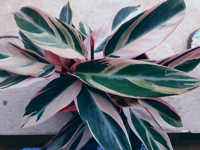 Live Plants Stromanthe Triostar, Tricolor Prayer Plant, 12-16" Tall, houseplant, Gorgeous Live Indoor Live Plant, Easy to Care, Rare Plant, 4 inch Pot