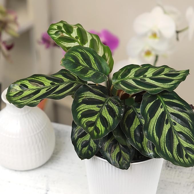Altman Plants Calathea Live Plant Decor, Makoyana Prayer Plant in 4 Inch White Plastic Plant Pot, Easy Plant Gift, Pet Friendly Plants, Unique Desk Plant, House Plant in Indoor Plant Potting Soil Mix