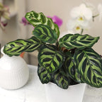 Altman Plants Calathea Live Plant Decor, Makoyana Prayer Plant in 4 Inch White Plastic Plant Pot, Easy Plant Gift, Pet Friendly Plants, Unique Desk Plant, House Plant in Indoor Plant Potting Soil Mix