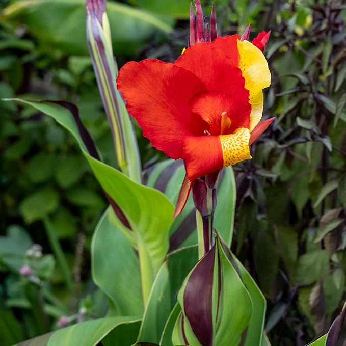 Canna 'Cleopatra', a Great Live Pond Plant for Your Water Garden. Filters koi and Goldfish Ponds. Good for Bogs, Plant Shelf or Shallow Water This marginal Aquatic is a Real Beauty