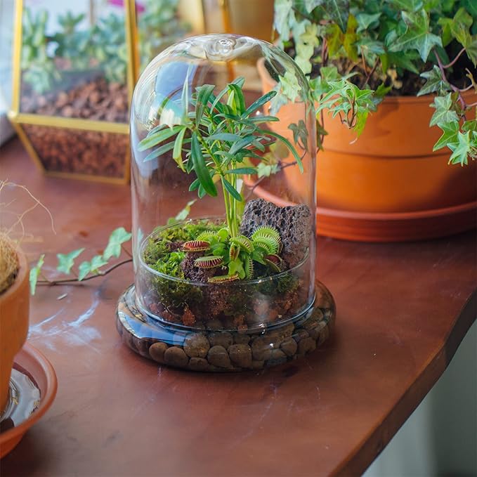 NCYP Glass Cloche Dome with Air Hole and Base, 5.9 x 5.9 x 8.2 Inches, Clear Terrarium Planter for Venus Flytrap, Small Plants, Home Indoor Tabletop Decoration (No Plants)