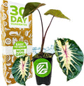 Waikiki Elephant Ear Live Plant - Colocasia esculenta by Wellspring Gardens