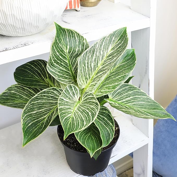 Variegated Philodendron Birkin Houseplant, Powerful Air Purifying Plant, Easy to Grow, Upright Philodendrons, Popular Live Indoor Plants, 6 in. Grower Pot