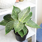 Variegated Philodendron Birkin Houseplant, Powerful Air Purifying Plant, Easy to Grow, Upright Philodendrons, Popular Live Indoor Plants, 6 in. Grower Pot