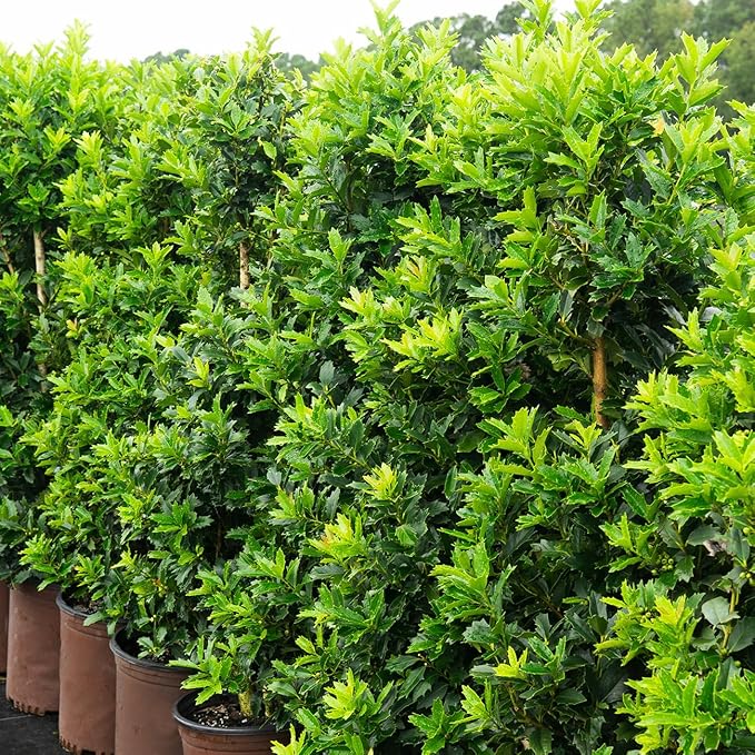 Oak Leaf Holly 1-2ft