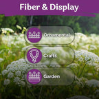 KVITER 1000 White Queen Anne's Lace Seeds (Ammi Majus) – Bishop Flower, Heirloom, Non GMO & Organic Wildflower, False Queen Annes Lace – Pollinator-Friendly Flower Seeds to Plant Outside in any Garden