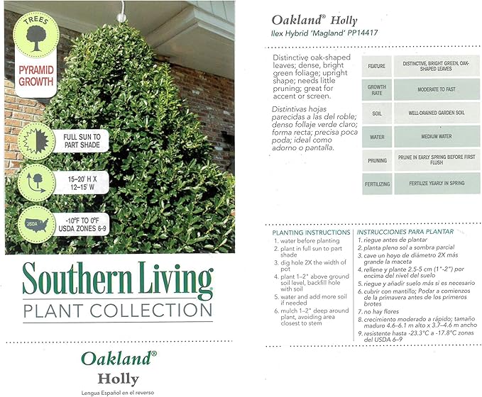 Southern Living 3 Gal. Oakland Holly Shrub
