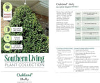 Southern Living 3 Gal. Oakland Holly Shrub