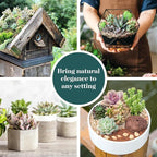 Shop Succulents Spring Beauties Bulk Succulent Plant Pack – Live Mini Succulent Plants, Bright Colorful Mix, Easy Care Houseplants – Gardening, Terrariums, Gifts & Party Favors, 2" Pots