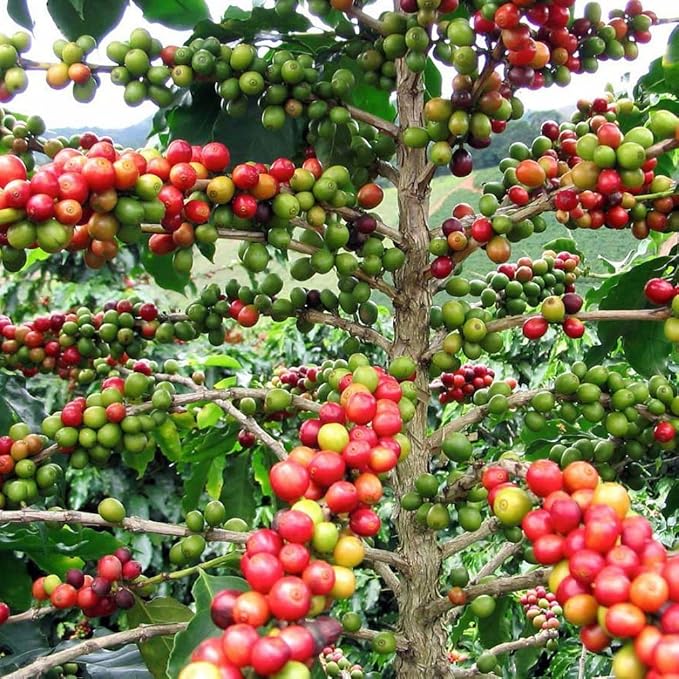 Arabica Coffee Bean Plant - 4" Pot - Grow & Brew Your Own Coffee Beans