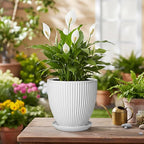 Ceramic Pots for Plants, 6 Inch Plant Pot with Drainage Hole and Saucer, Round Ceramic Flower Pots for Indoor Plants, Modern Small Succulent Planter, Room Home Decor, Plant Lover Gifts, White