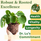 Dr. Lu’s Organic Chinese Money Plant (Pilea Peperomioides) | Rooted Friendship/UFO Plant | Rare House Plants for Good Fortune | Live Plants in 6'' Nursery Pot