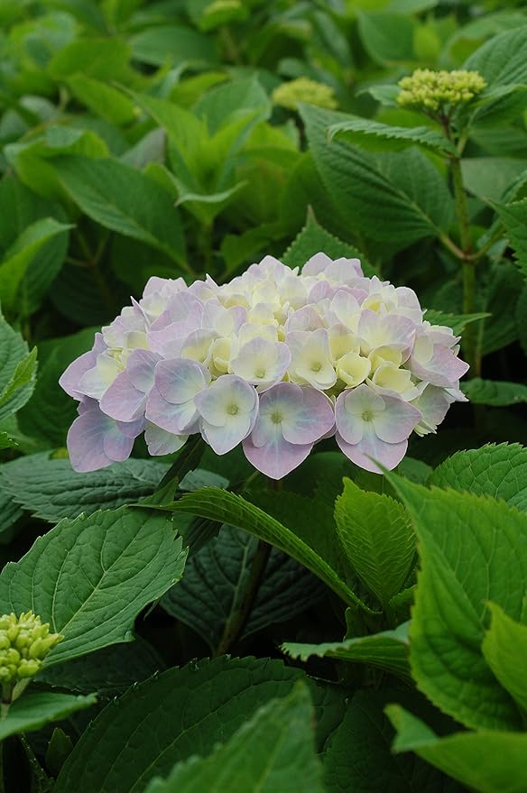 Hydrangea mac. Nantucket Blue (Reblooming Hydrangea) Shrub, RB pink or blue, #3 - Size Container